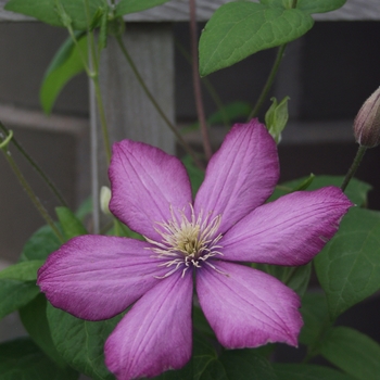Clematis 'Ville de Lyon' (044547)