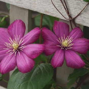 Clematis 'Ville de Lyon' (044548)