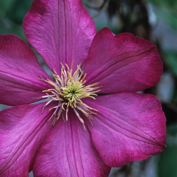 Clematis 'Ville de Lyon' (044549)