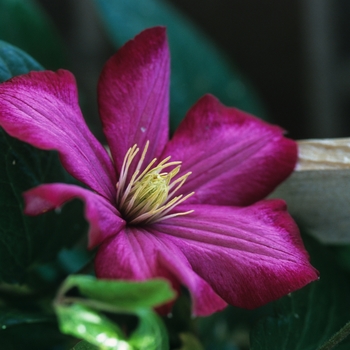 Clematis 'Ville de Lyon' (044550)