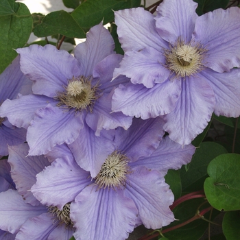 Clematis 'Will Goodwin' 