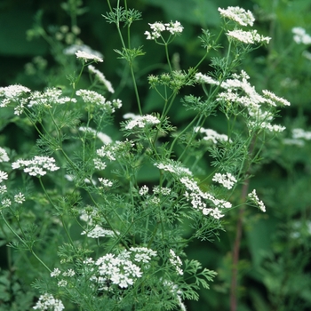 Coriandrum sativum '' (044597)