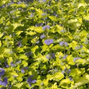 Caryopteris x clandonensis 'Lisaura' PP20608