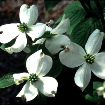 Cornus florida 'Appalachian Spring' 
