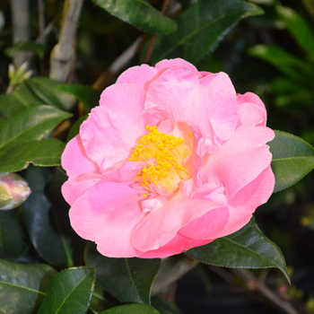 Camellia japonica 'Pink Icicle' 