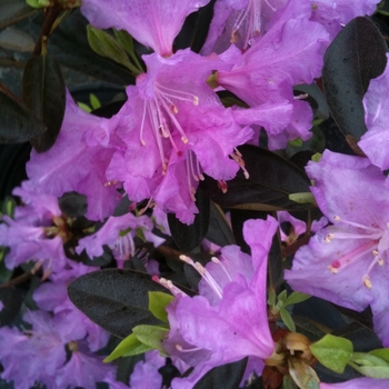 Rhododendron P.J.M.