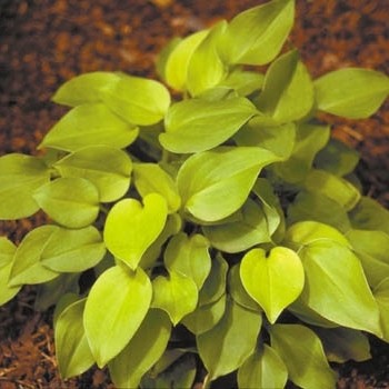 Hosta 'Limey Lisa' 