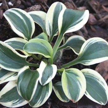 Hosta 'Frosted Mouse Ears' 