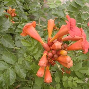 Campsis grandiflora