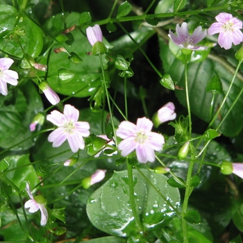 Claytonia siberica