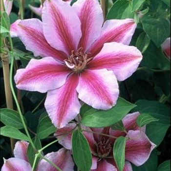 Clematis 'Malaya Garnet' 