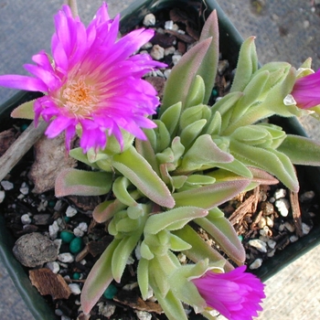 Delosperma ashtonii