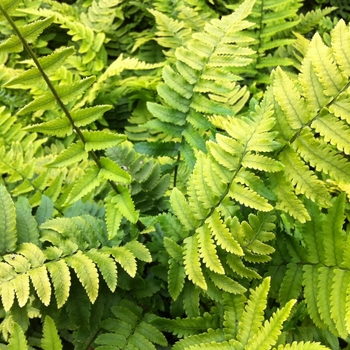 Dryopteris atrata