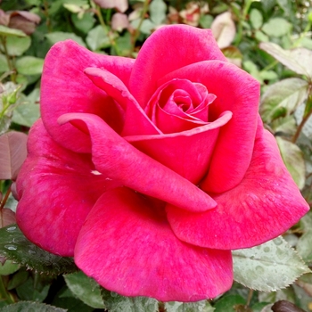 Rosa 'Lasting Love®' 