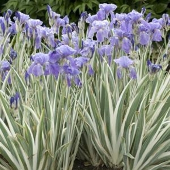 Iris pallida 'Argentea Variegata' 