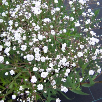 Gypsophila elegans