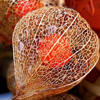 Physalis alkekengi