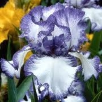 Iris germanica 'Rare Treat' 