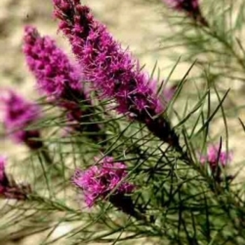 Liatris punctata