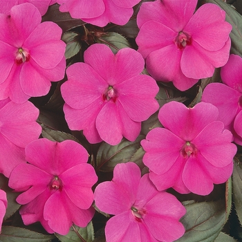 Impatiens 'Fanfare®' 