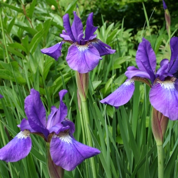 Iris sibirica