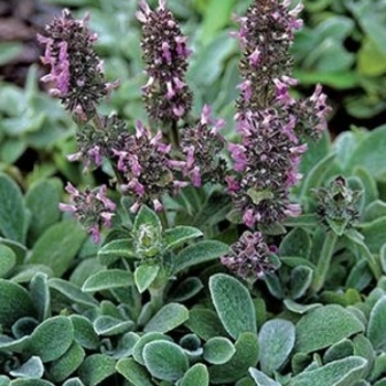 Stachys byzantina 'Silky Fleece' 