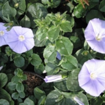 Convolvulus sabatius