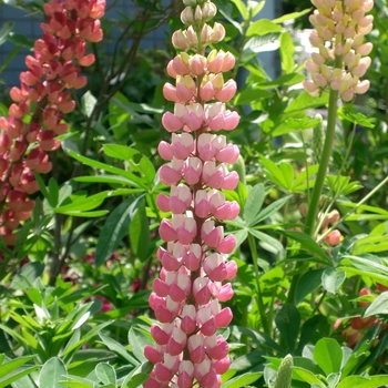 Lupinus 'Multiple Varieties' 