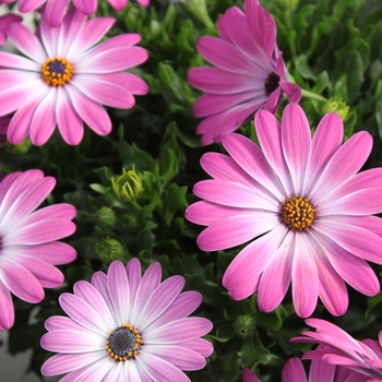 Osteospermum 'Series' 