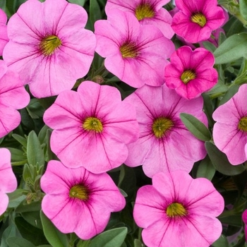 Petunia 'Calitunia® Purple' 