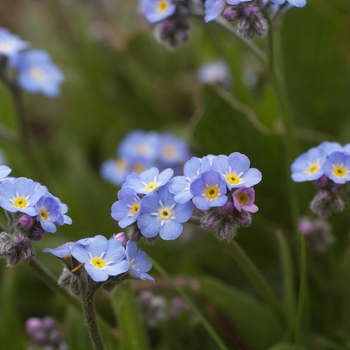 Myosotis alpestris 'Ultramarine' 