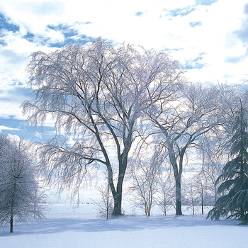 Ulmus americana