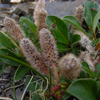 Salix arctica