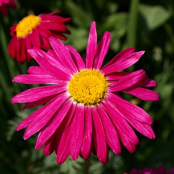 Tanacetum coccineum