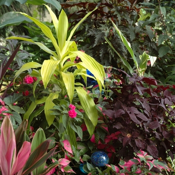 Dracaena fragrans 'Limelight' 