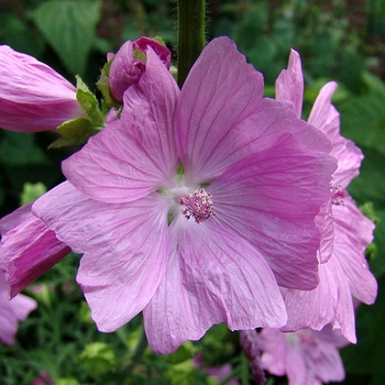 Malva moschata