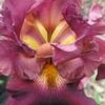 Iris germanica 'Rip City' 