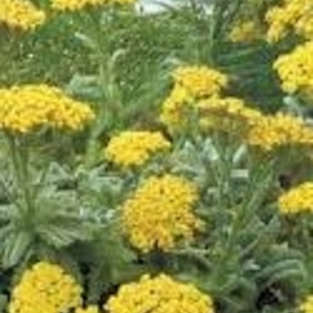 Achillea tomentosa 'Goldie' 