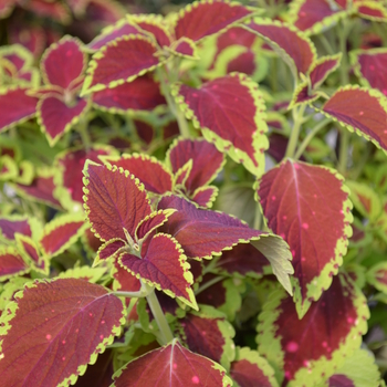 Coleus 'Pat Martin' 