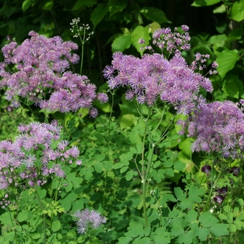 Thalictrum 'Multiple Varieties' 