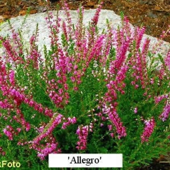 Calluna vulgaris 'Allegro' 