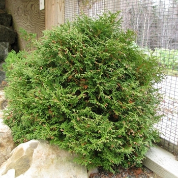 Thuja occidentalis 'Tom Thumb' 