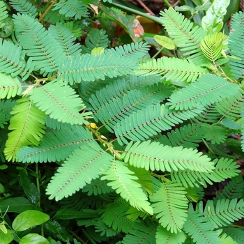 Mimosa pudica