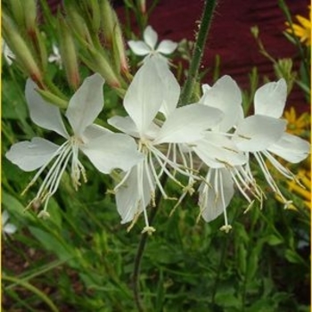 Gaura lindheimeri 'White Heron' 