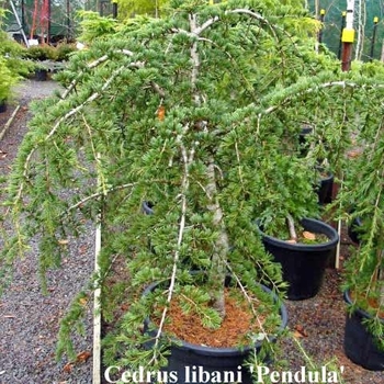 Cedrus libani 'Pendula' 