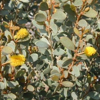 Acacia craspedocarpa