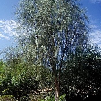 Acacia stenophylla