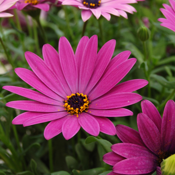 Osteospermum 'Cape Daisy™ Antique Blue' 