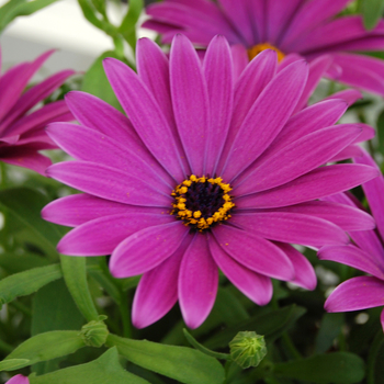 Osteospermum Cape Daisy™ 'Cape Daisy™ Antique Blue'