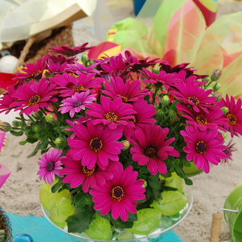 Osteospermum 'Crescendo™ Compact Purple' 